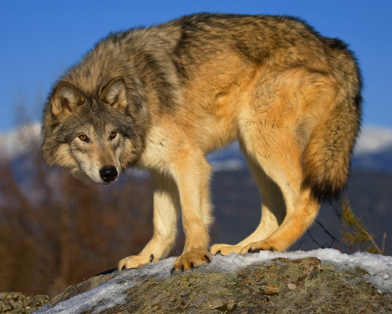 Степной волк Казахстана