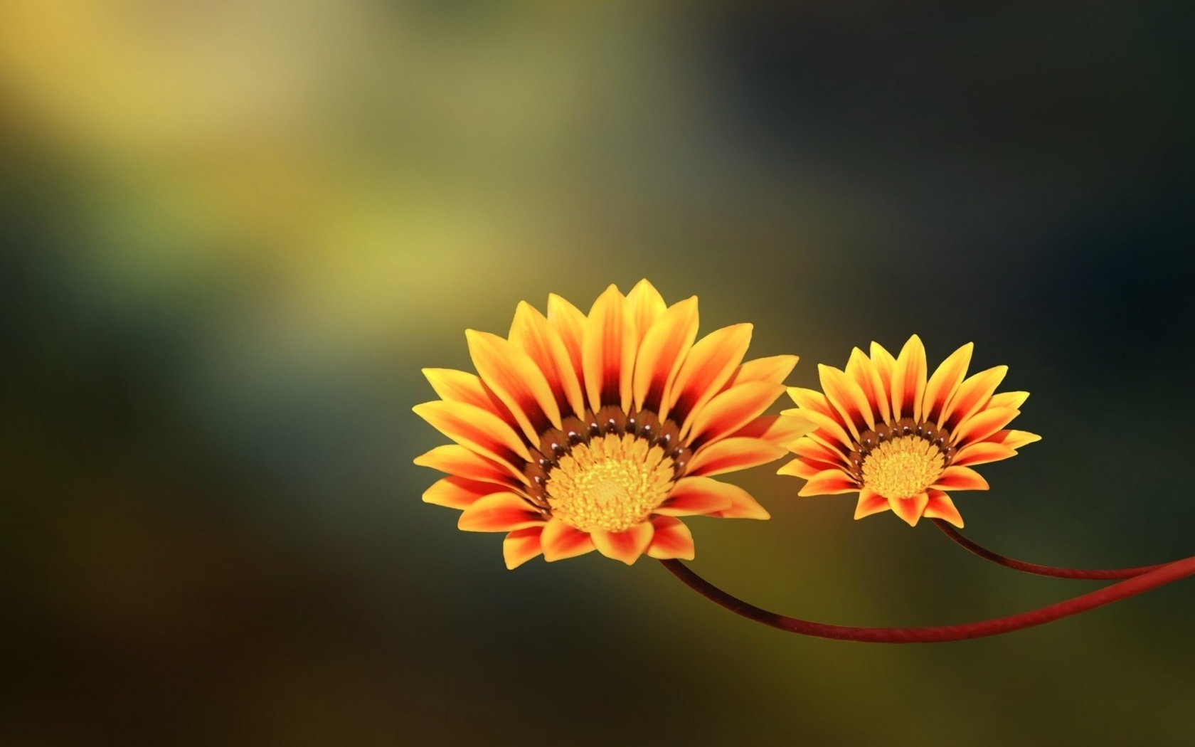 yellow, orange, two flowers, , 