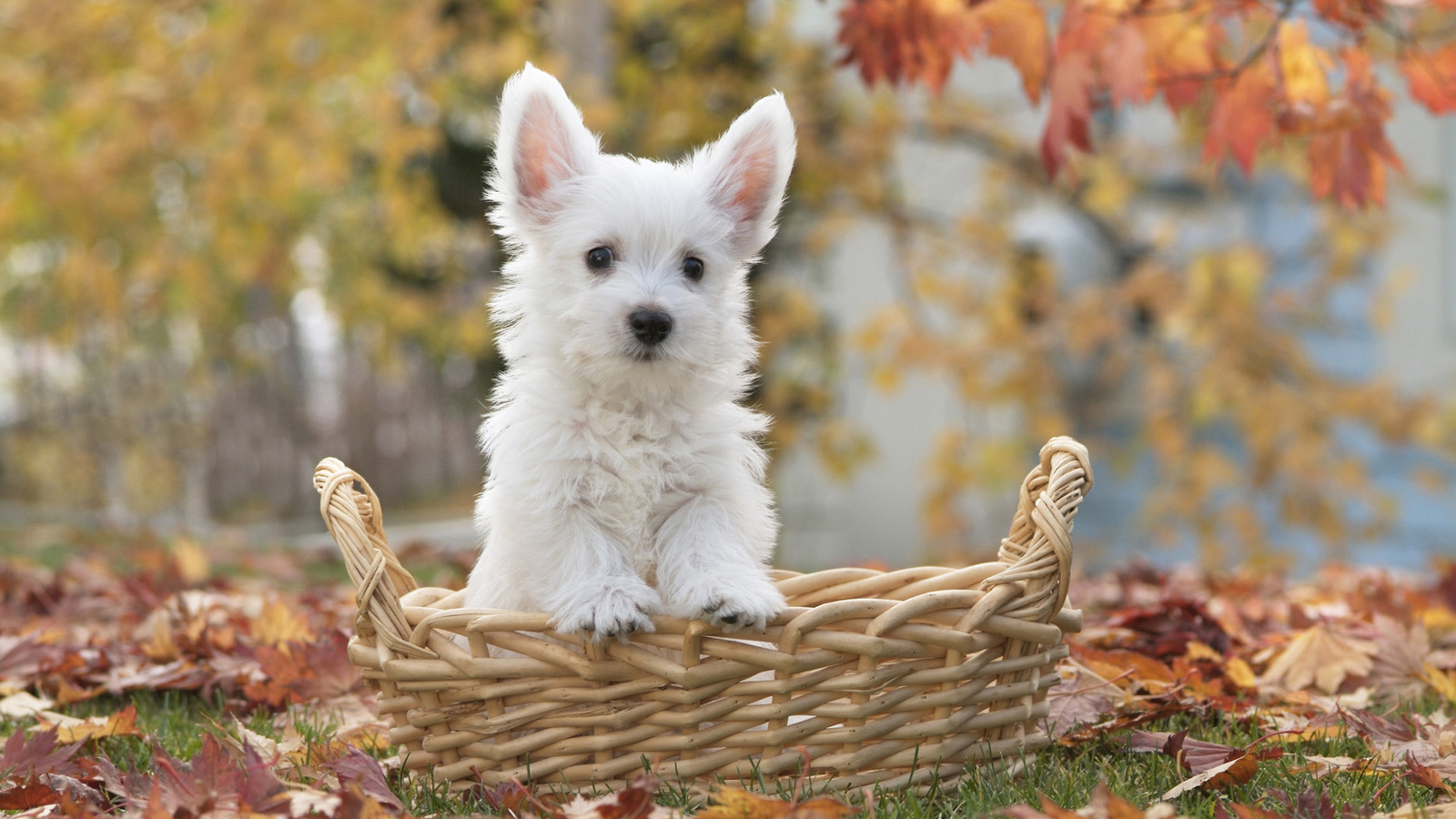 , , Terrier puppy