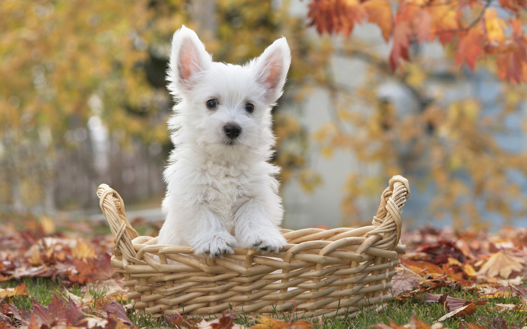 , , Terrier puppy