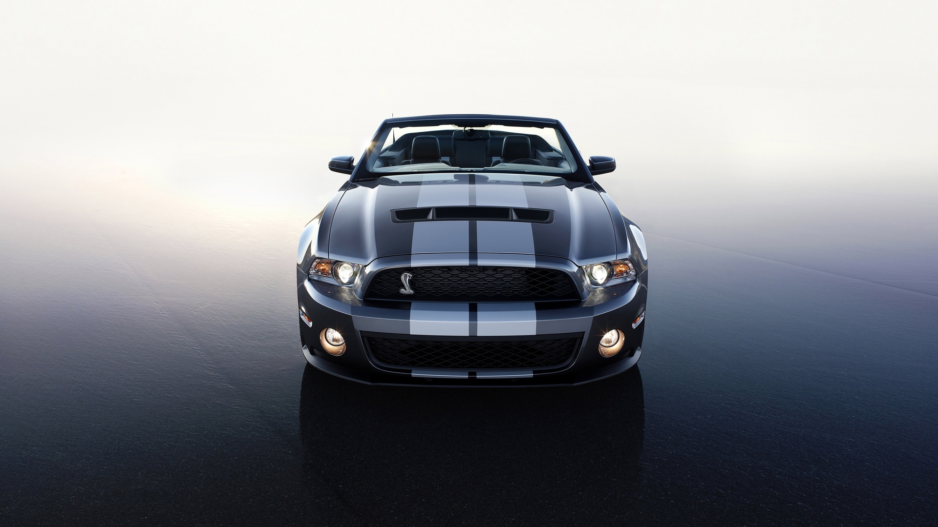 Ford, gt 500, 2010, shelby