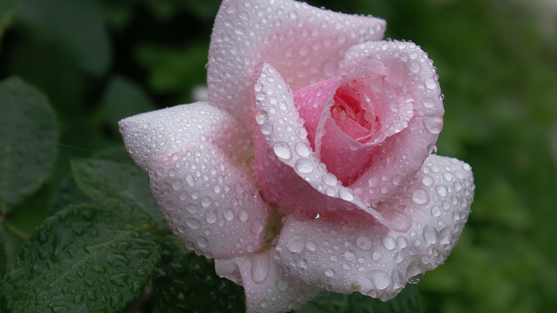 , flower, , Rose, pink, waterdrops, dew, beautiful nature wallpapers