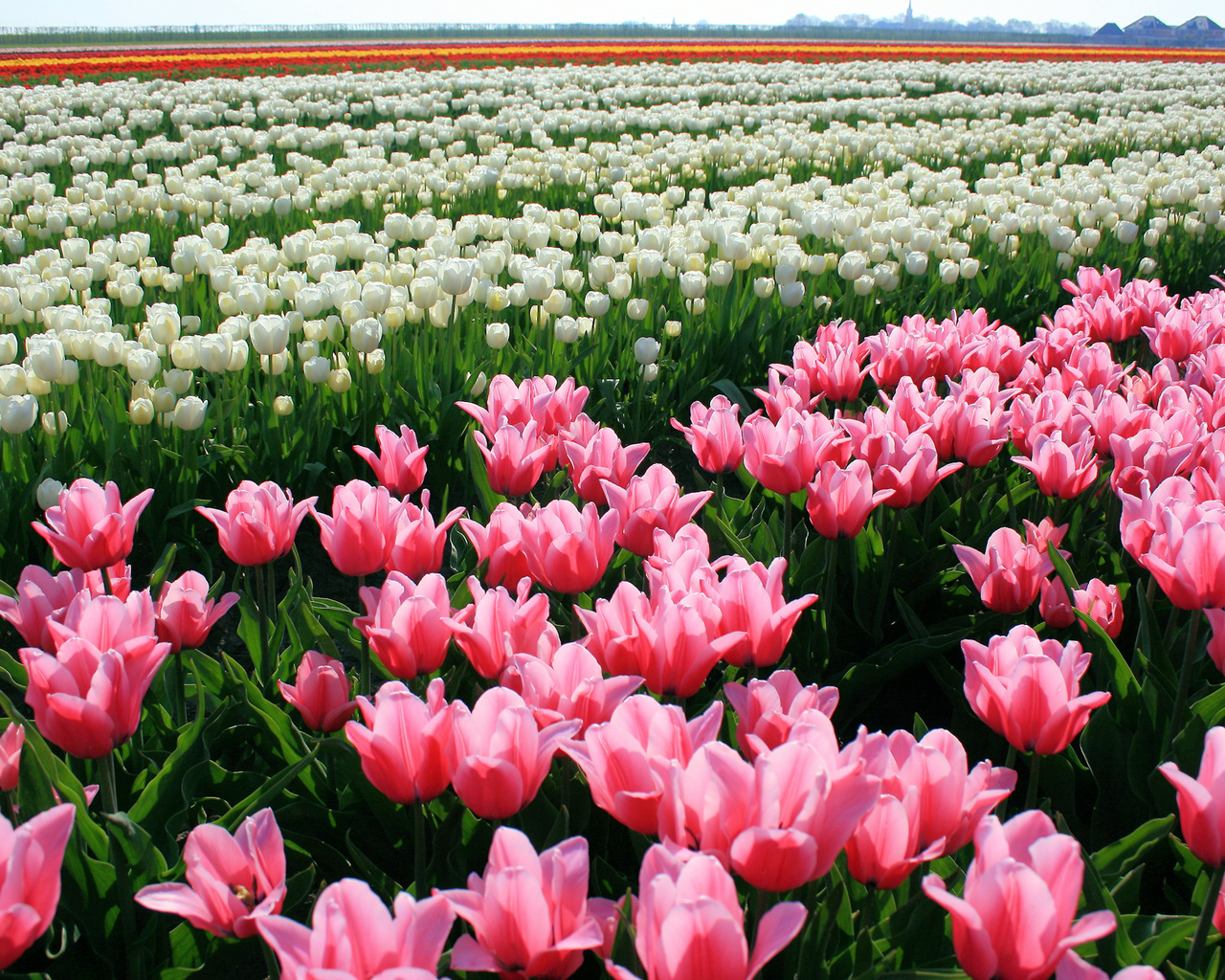 tulips, , , , , 