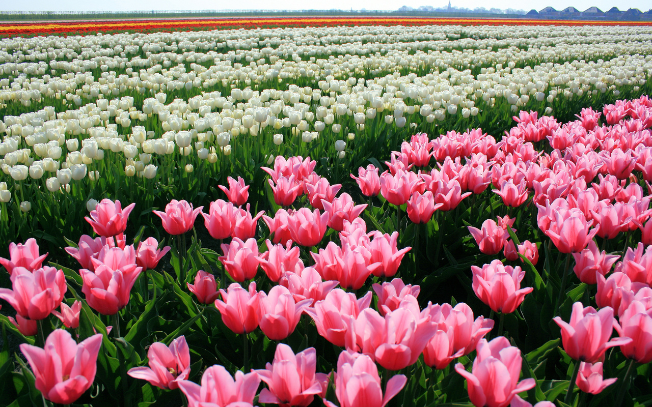 tulips, , , , , 