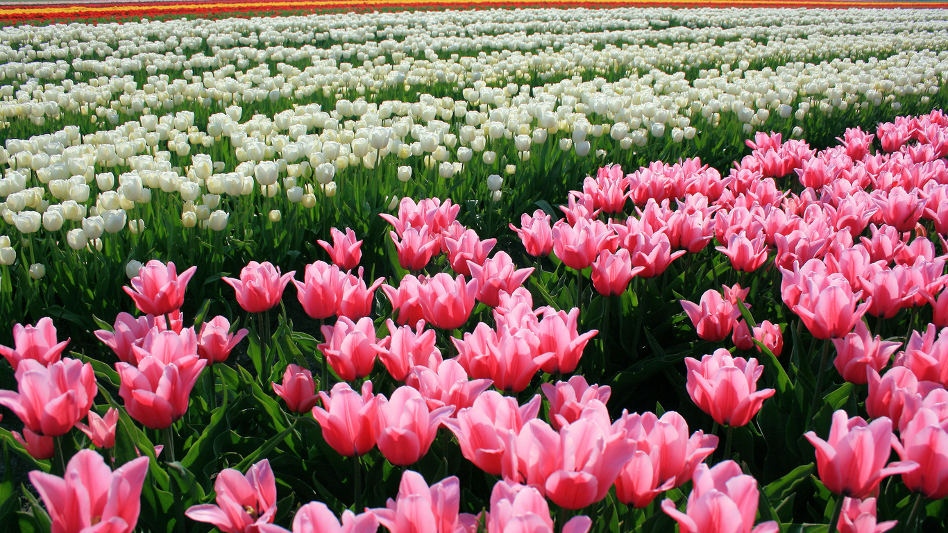 tulips, , , , , 