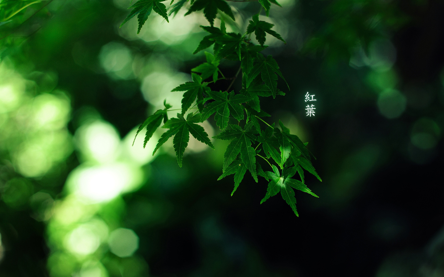 green colour, by burningmonk, , 1920x1200, 