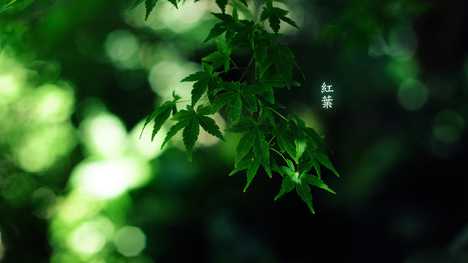 green colour, by burningmonk, , 1920x1200, 