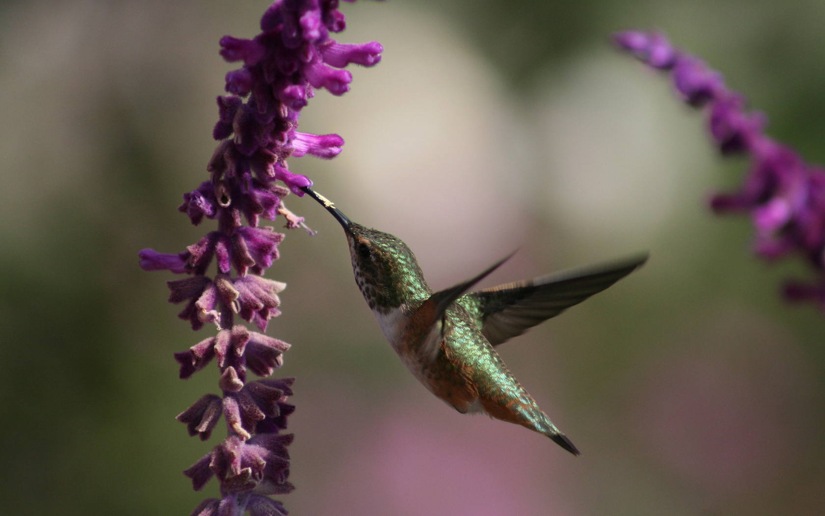 , Humming bird, , , beautiful bird wallpapers