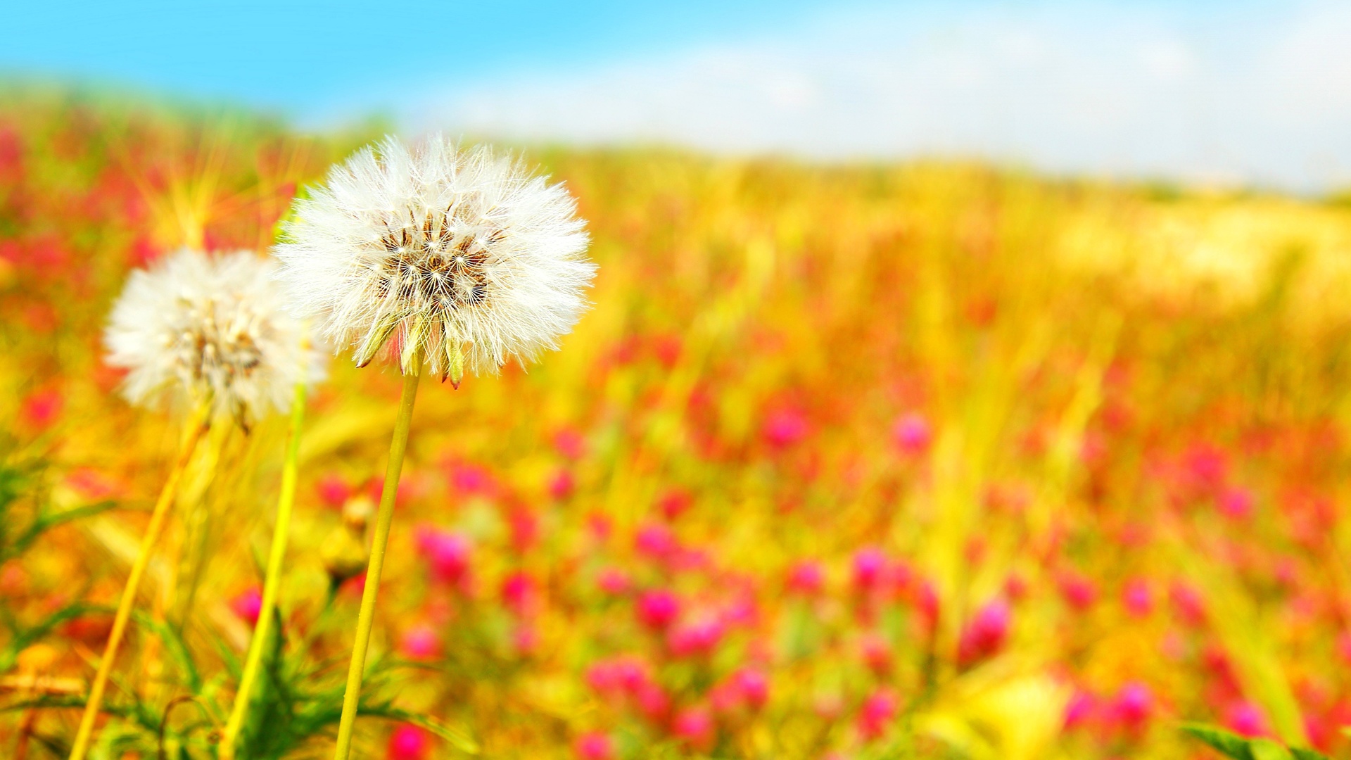 Beautiful field, , , , , dandelions, 