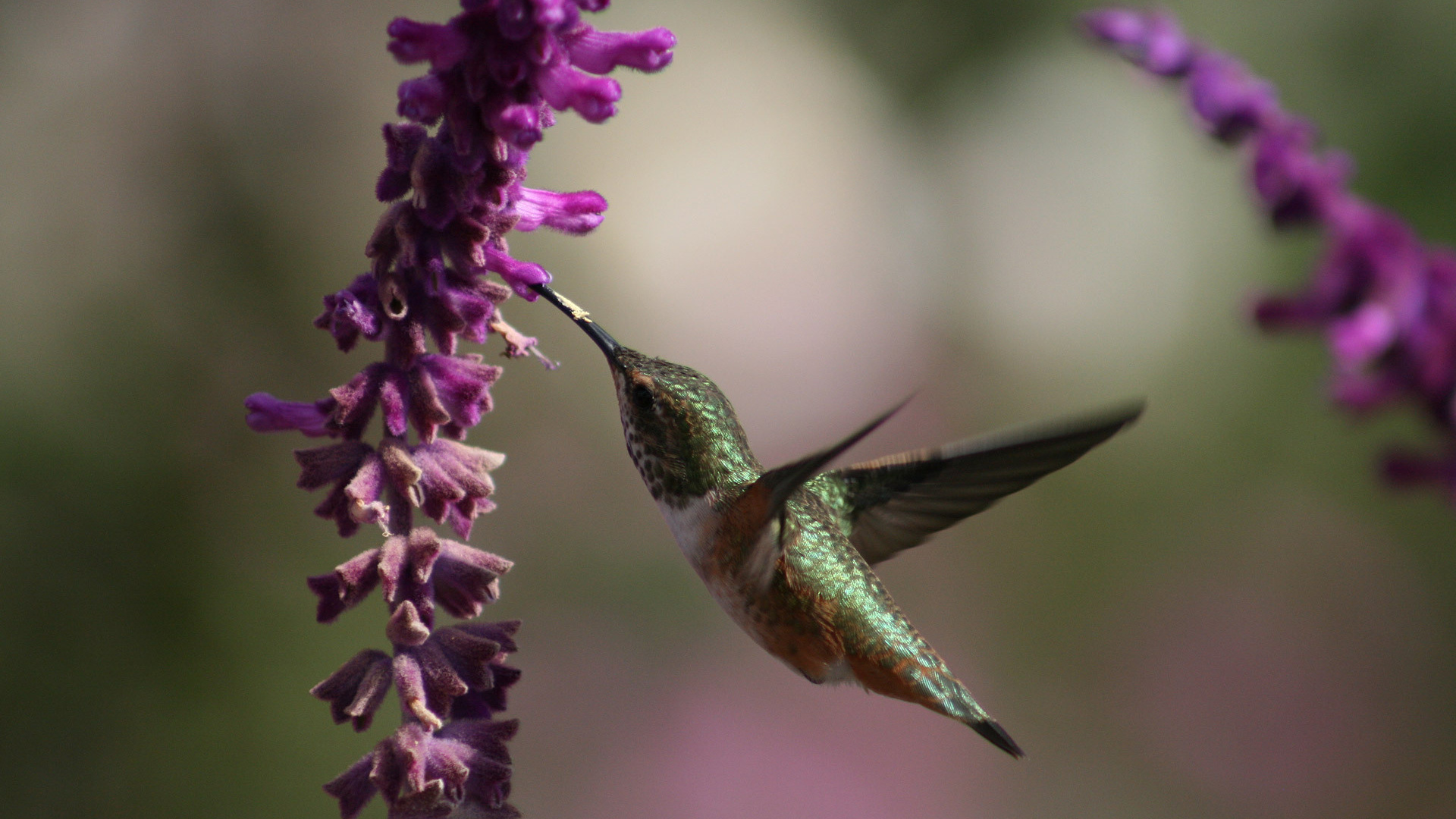 , Humming bird, , , beautiful bird wallpapers