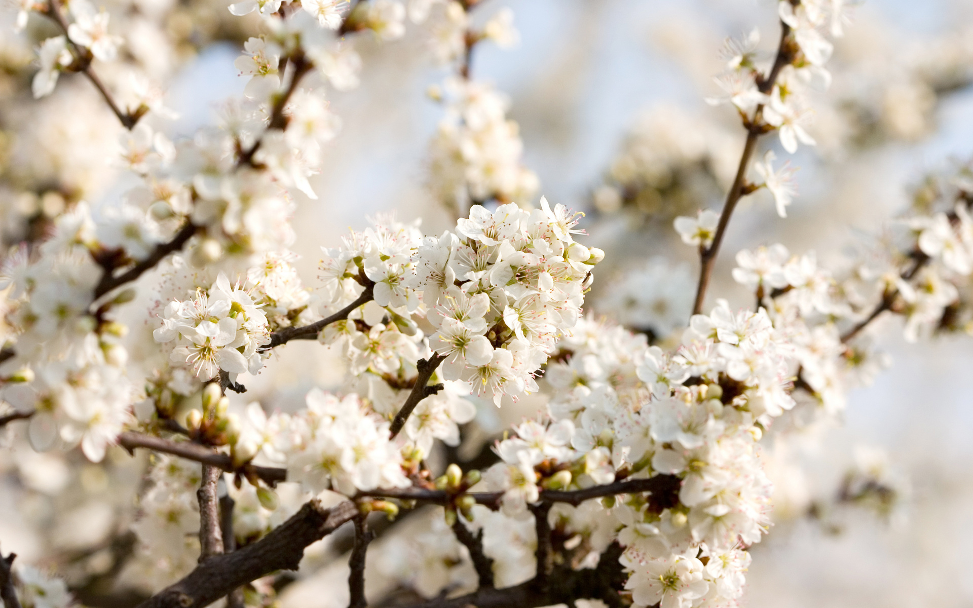 Cherry blossoms, white, , flowers, , beautiful nature wallpapers