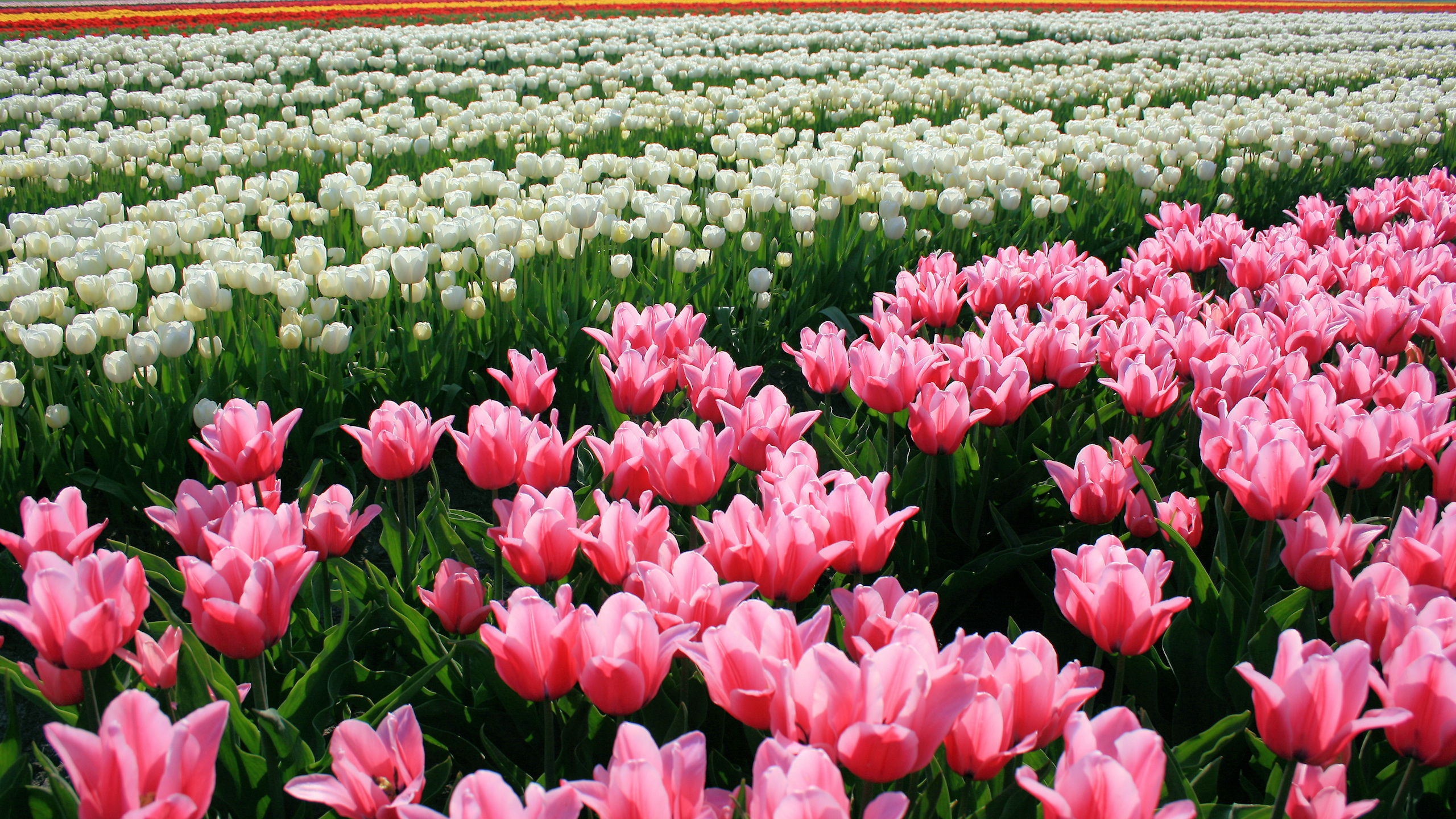 tulips, , , , , 