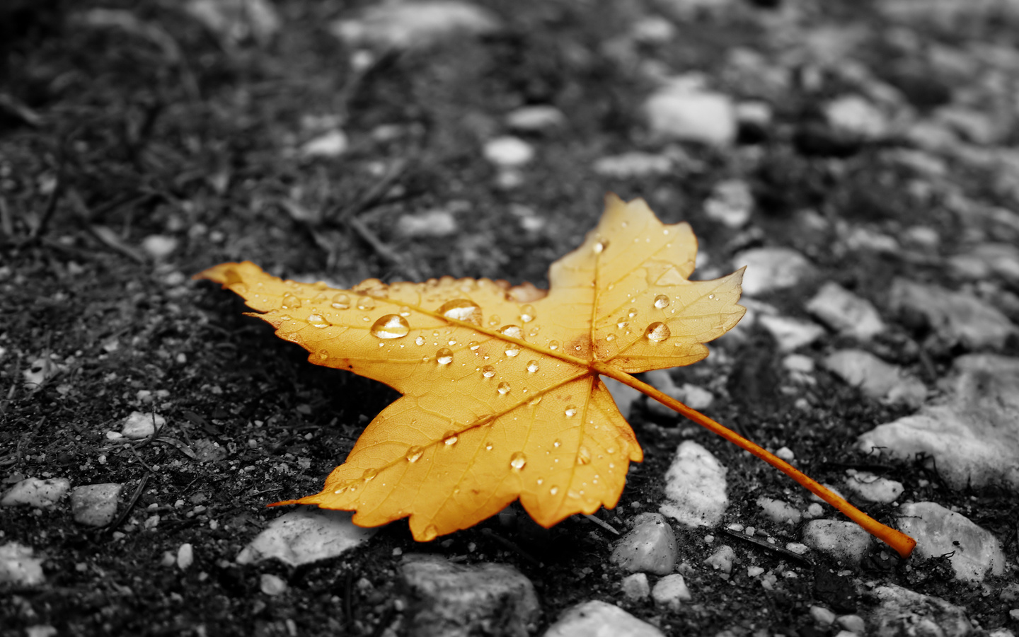 Осень листья дождь на прозрачном фоне (32 фото) » рисунки для срисовки на fitdiets.ru