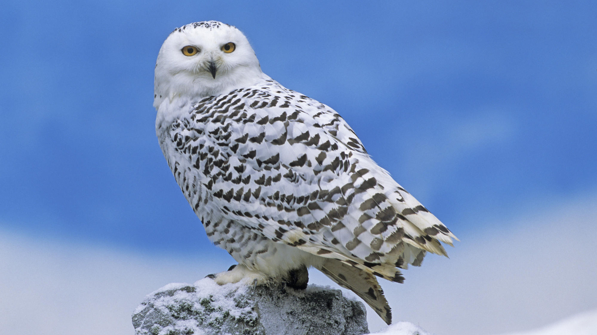 , , , owl,bird,predator