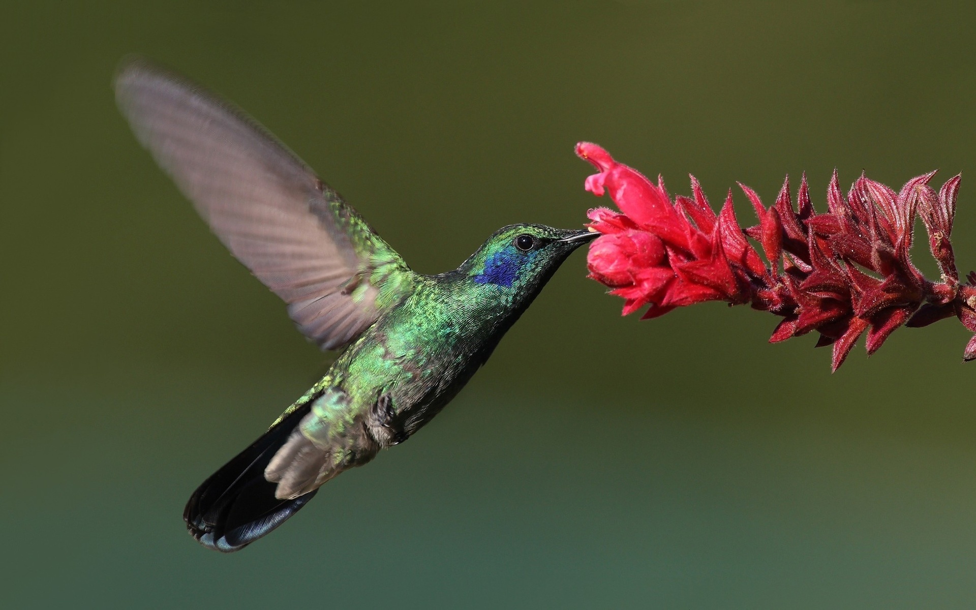 Bird, , hummingbird, , , 