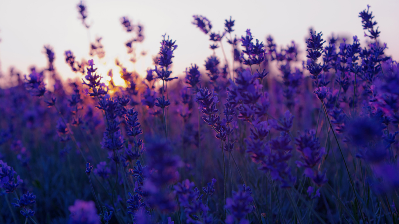 , sunset, , lavender