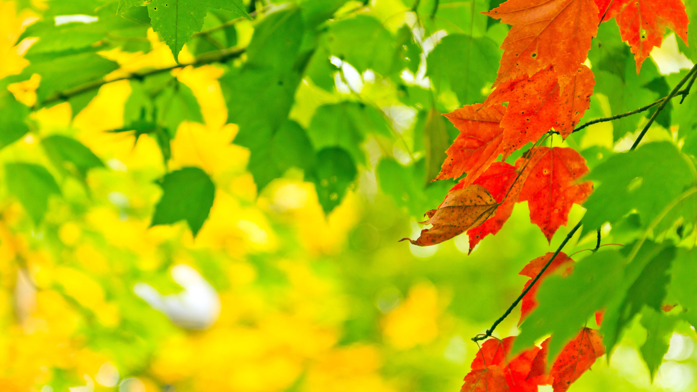 , nature, autumn, , , leaves, , , , 