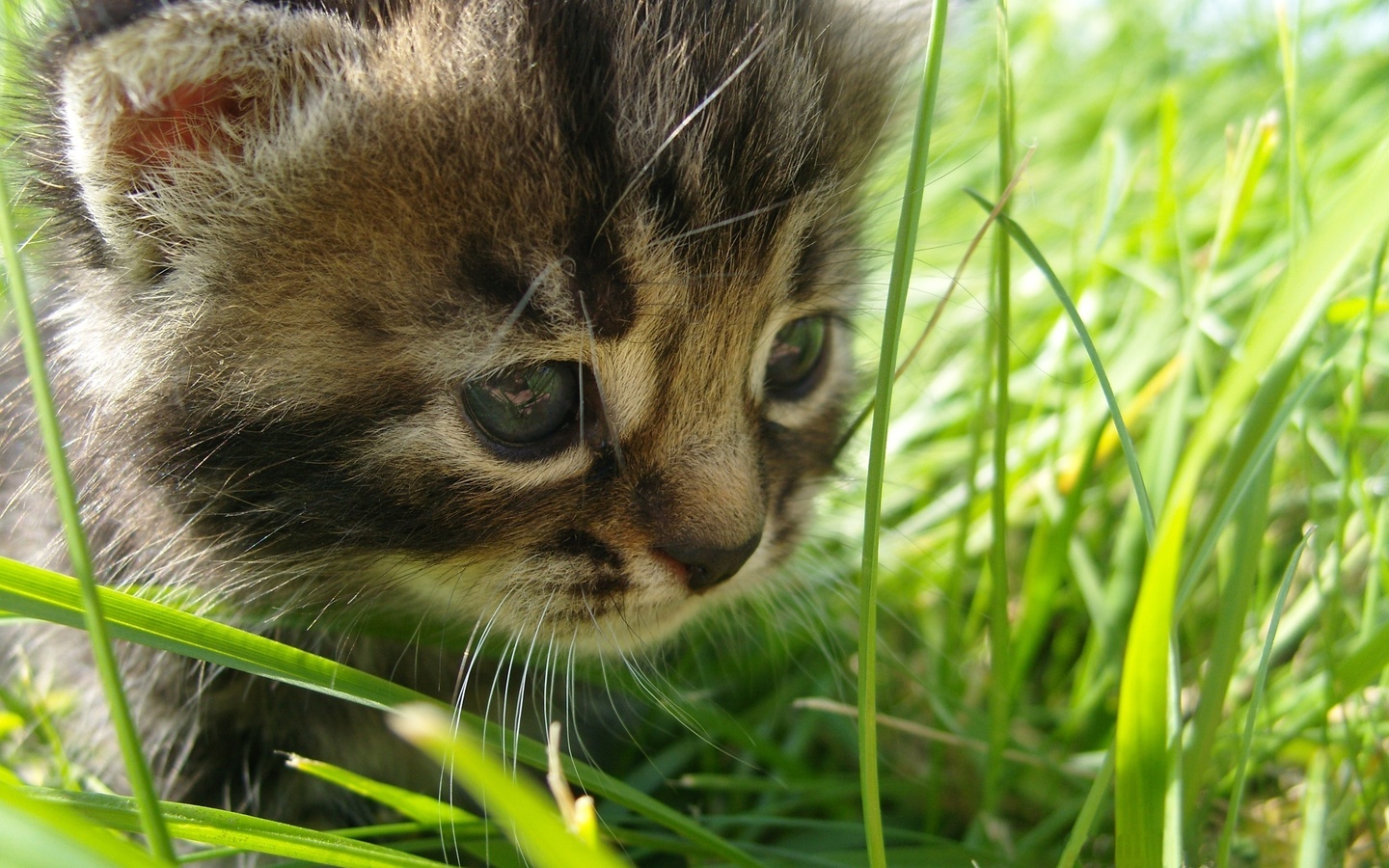 in, cat, the, grass, , Baby