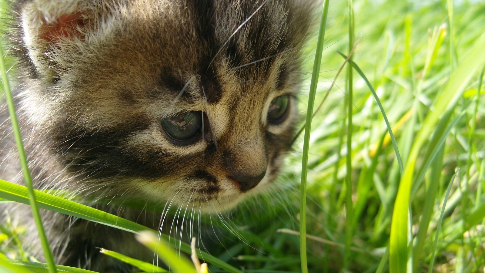 in, cat, the, grass, , Baby