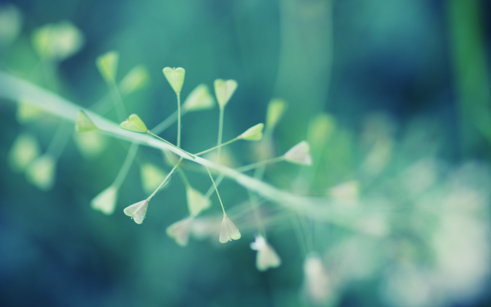 2560x1600,  , , plant, macro, bokeh, 