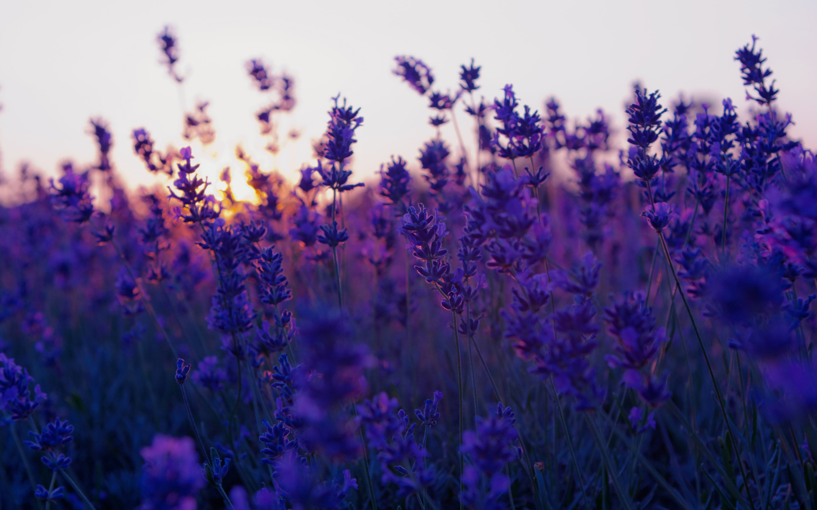 , sunset, , lavender