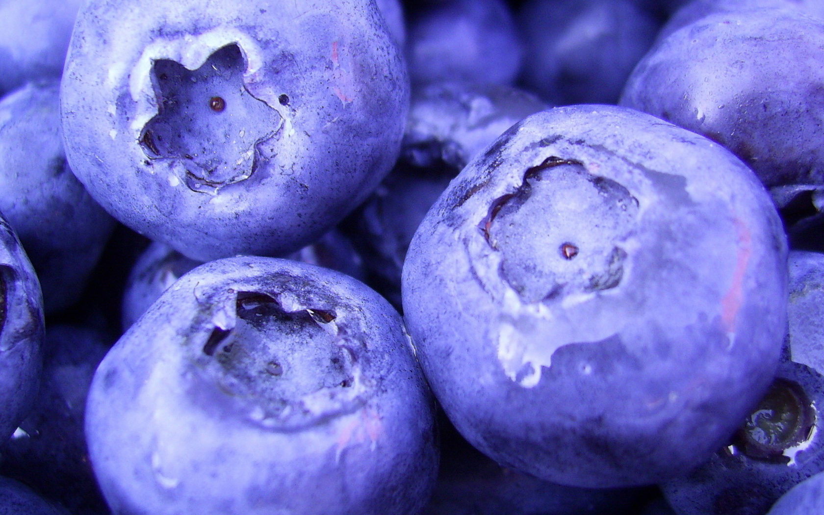 food, , , blueberry, , macro, berries, 1920x1080, 