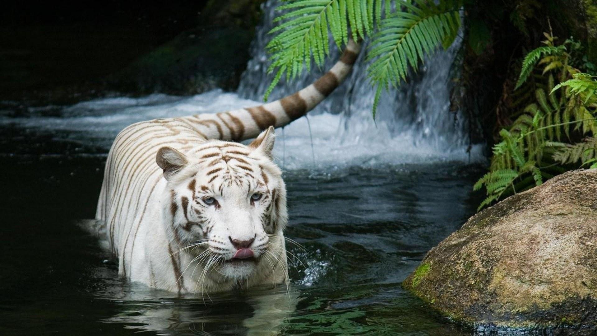  , , white tiger, tiger, 