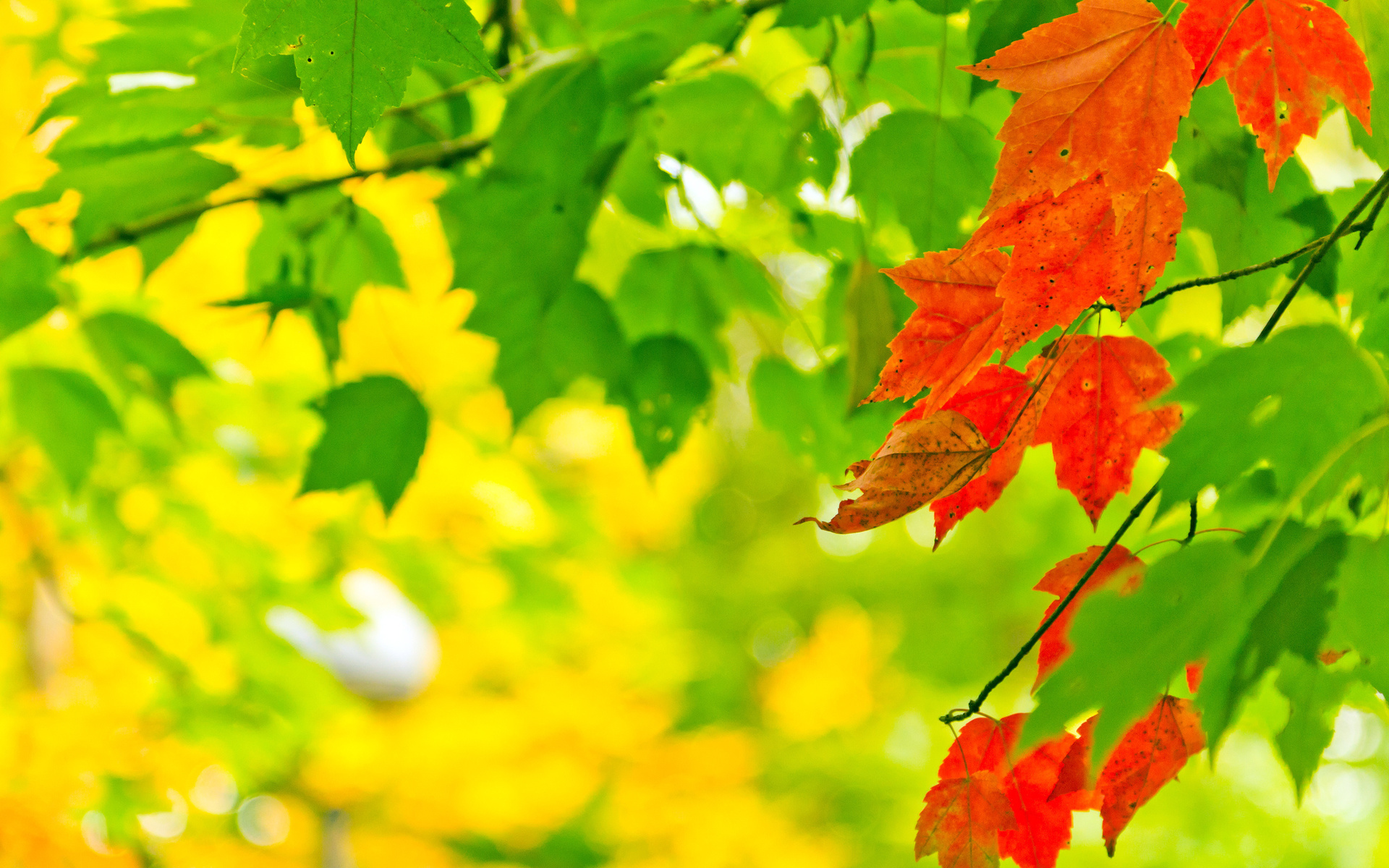, nature, autumn, , , leaves, , , , 