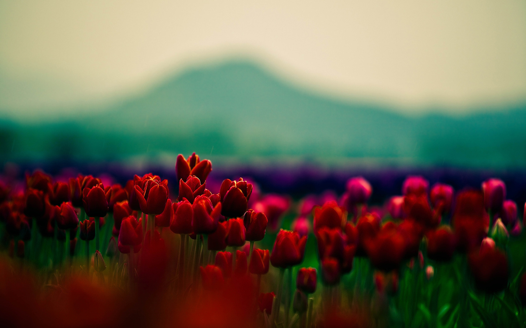  , , , , , tulips