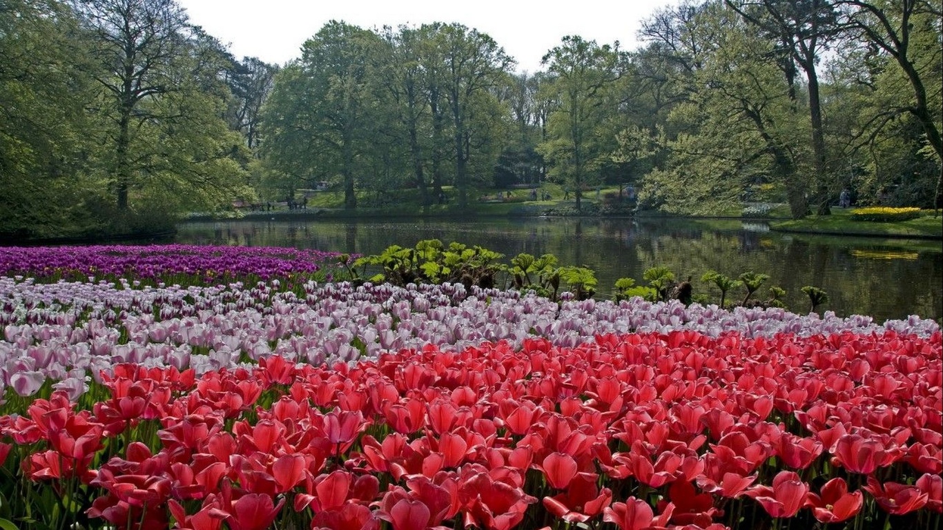 , keukenhof lisse netherlands