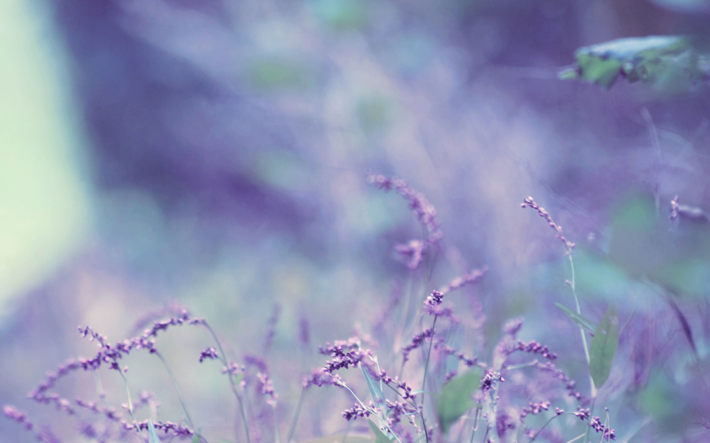 lavender, , , , bokeh