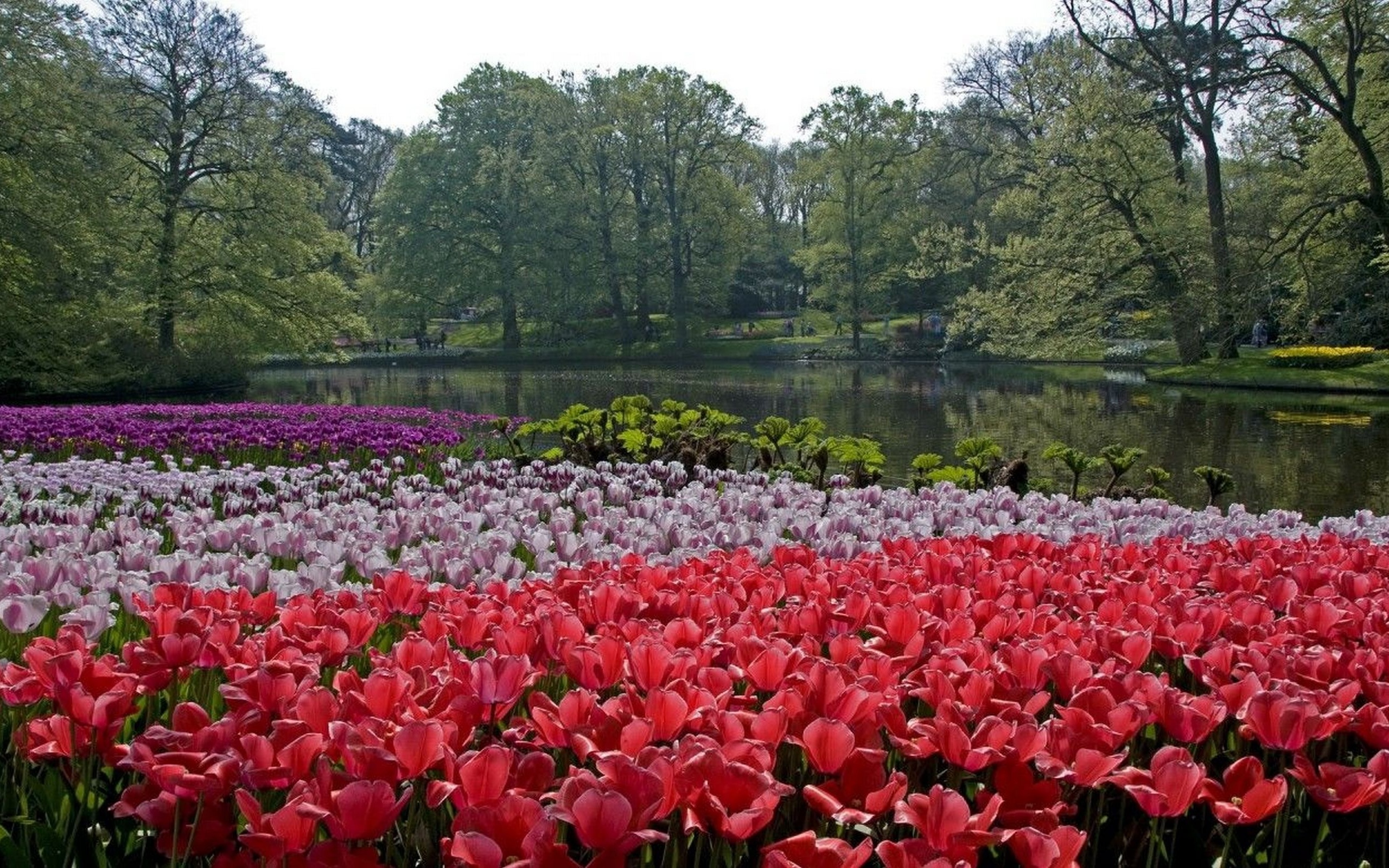 , keukenhof lisse netherlands