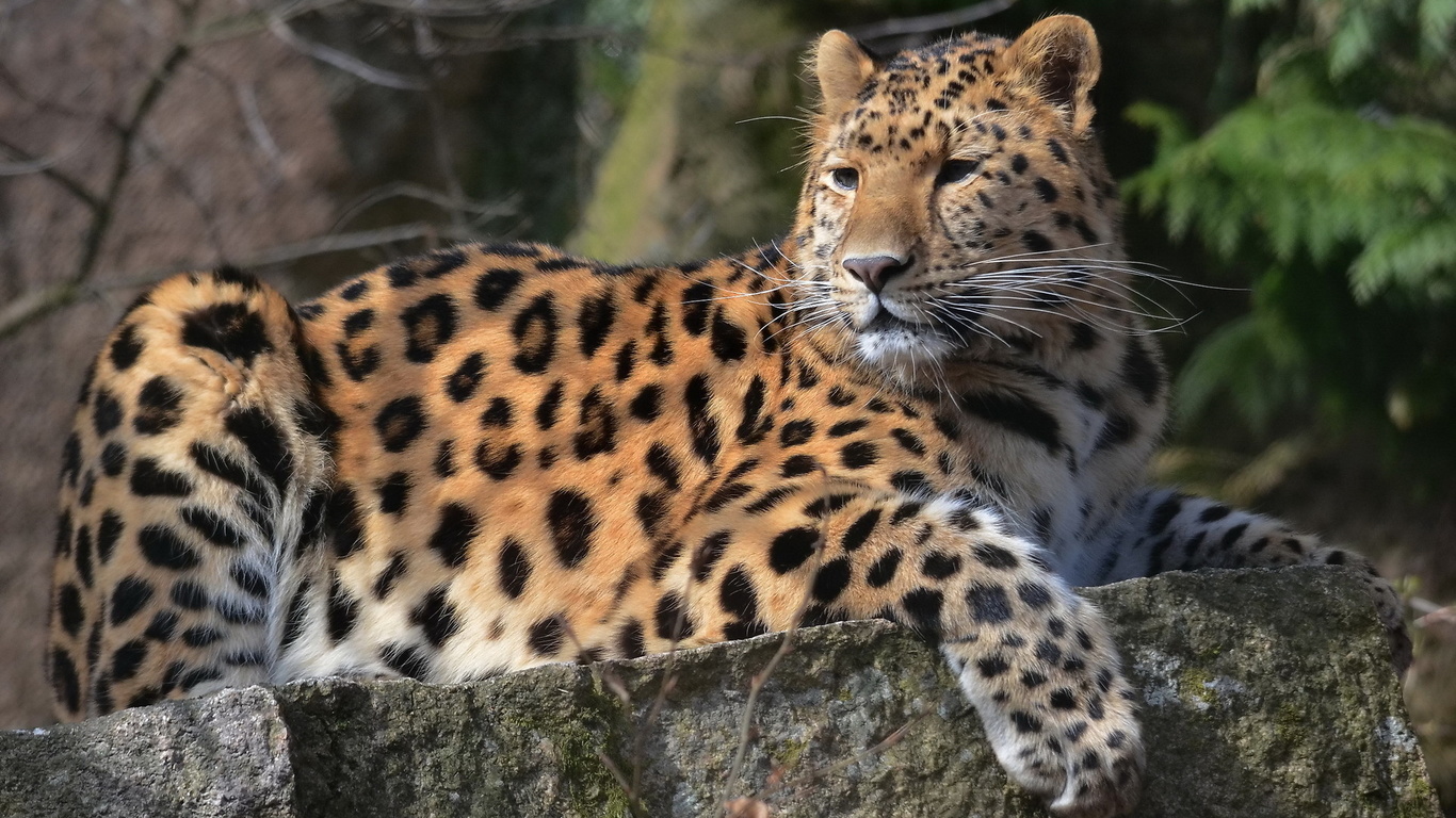 , leopard, , , , 