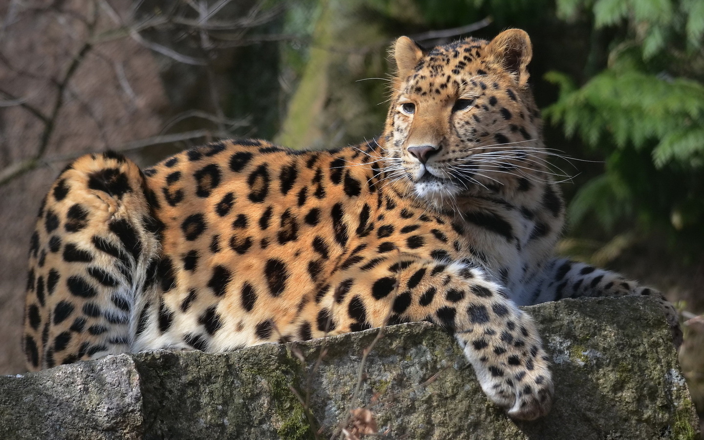 , leopard, , , , 