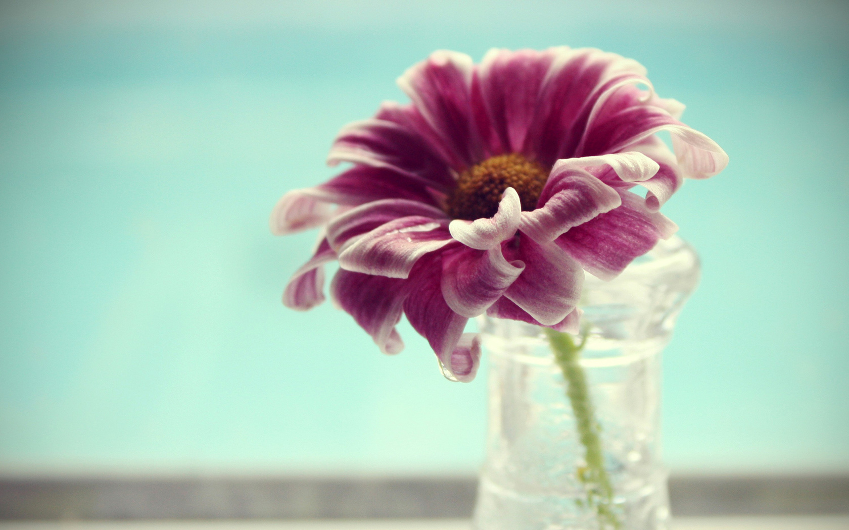 macro, flower, , vase, , , petals, , , water