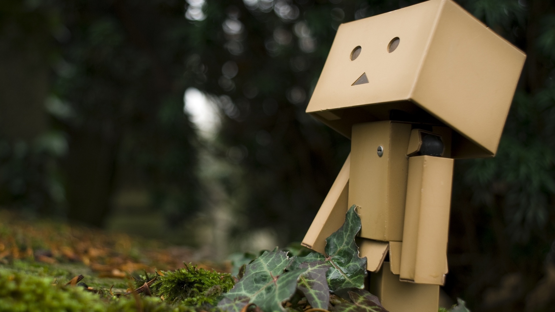 , Danbo, 