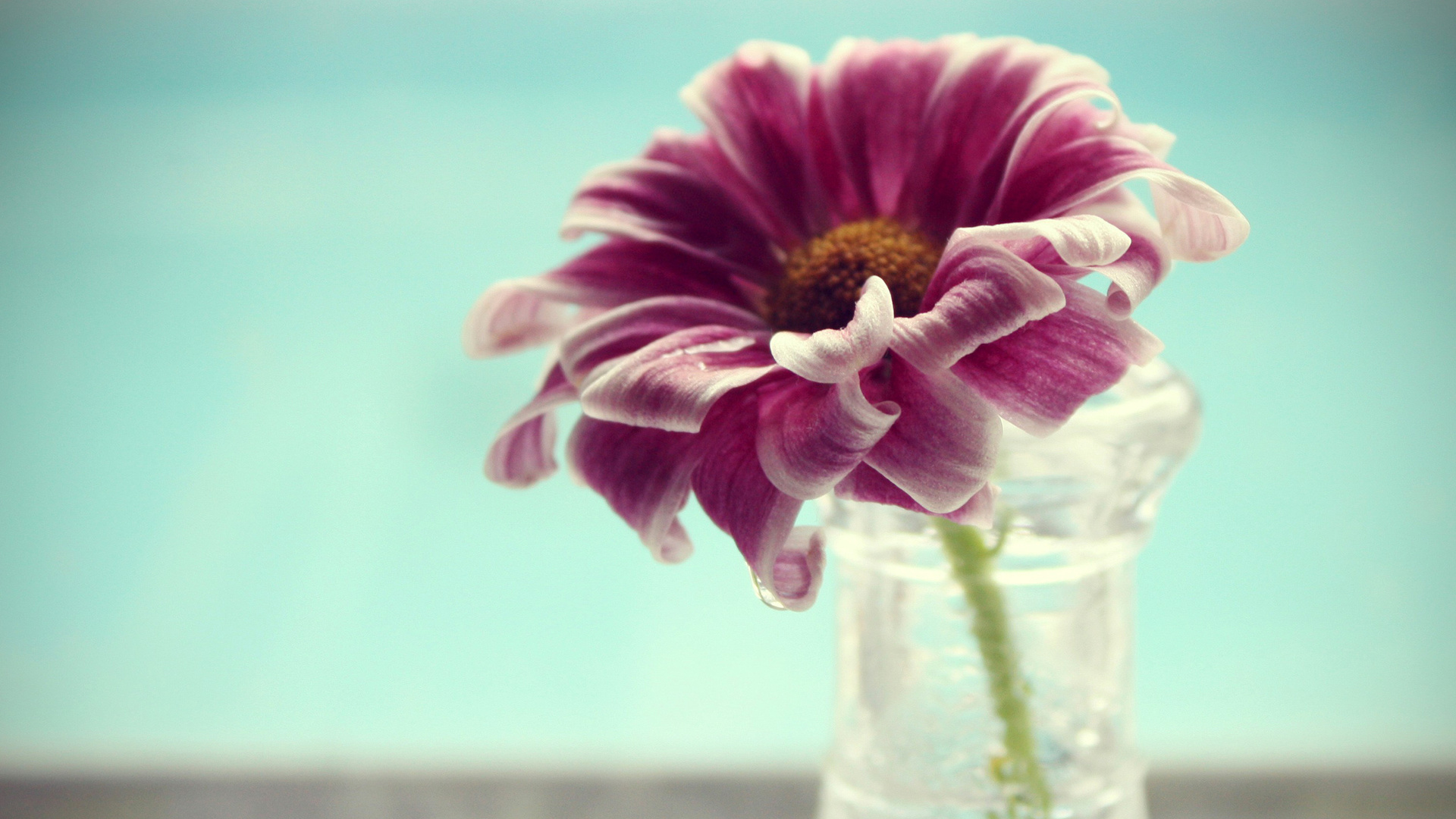 macro, flower, , vase, , , petals, , , water