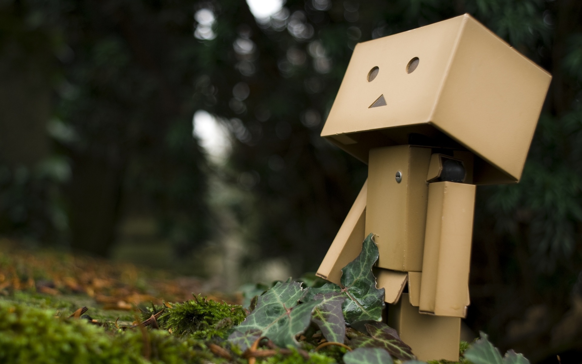 , Danbo, 