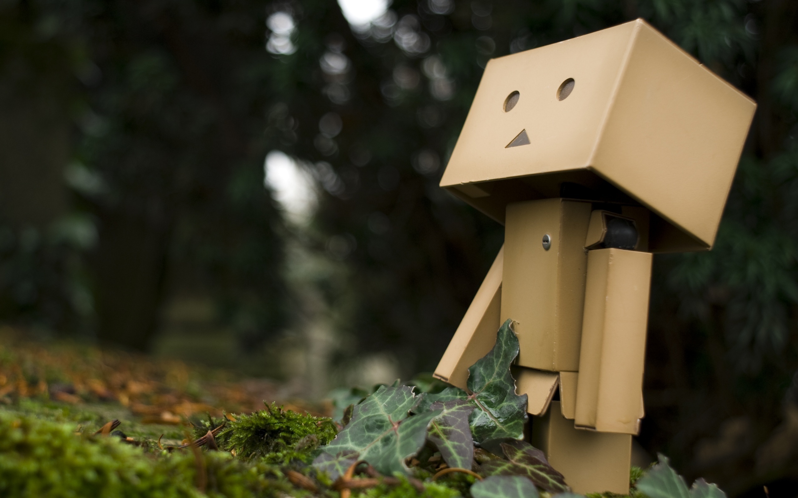 , Danbo, 