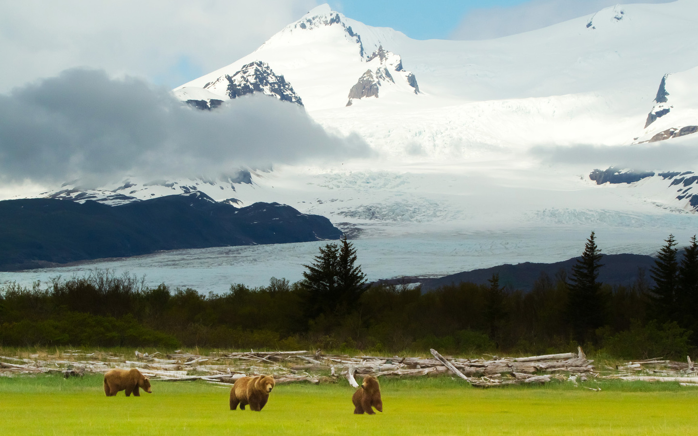 , , , Grizzly bears, , , alaska