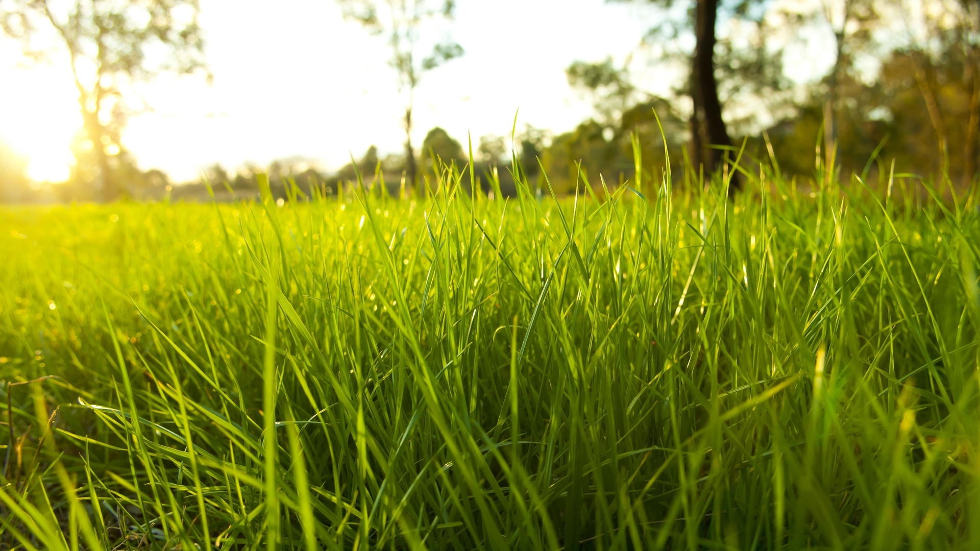 fresh garden, environment, Nature, rural season, bright, rime, grass, green ground, macro