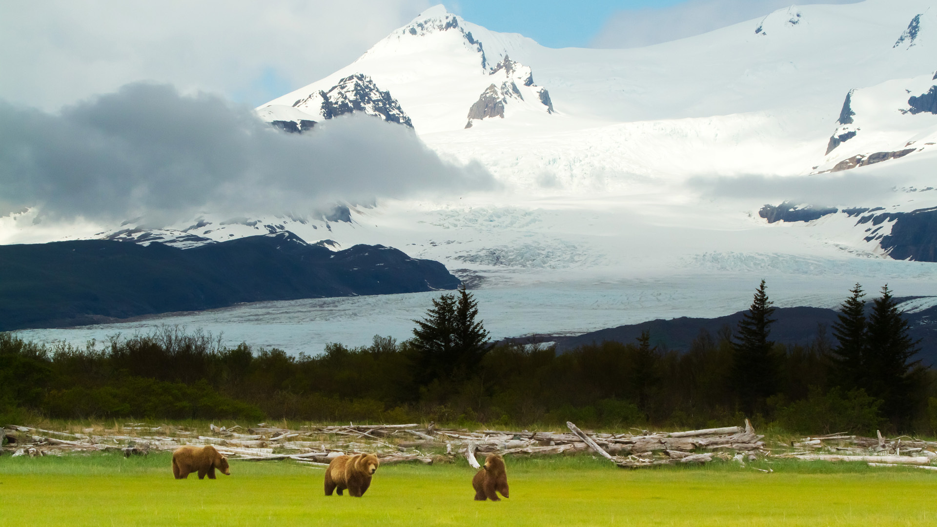 , , , Grizzly bears, , , alaska