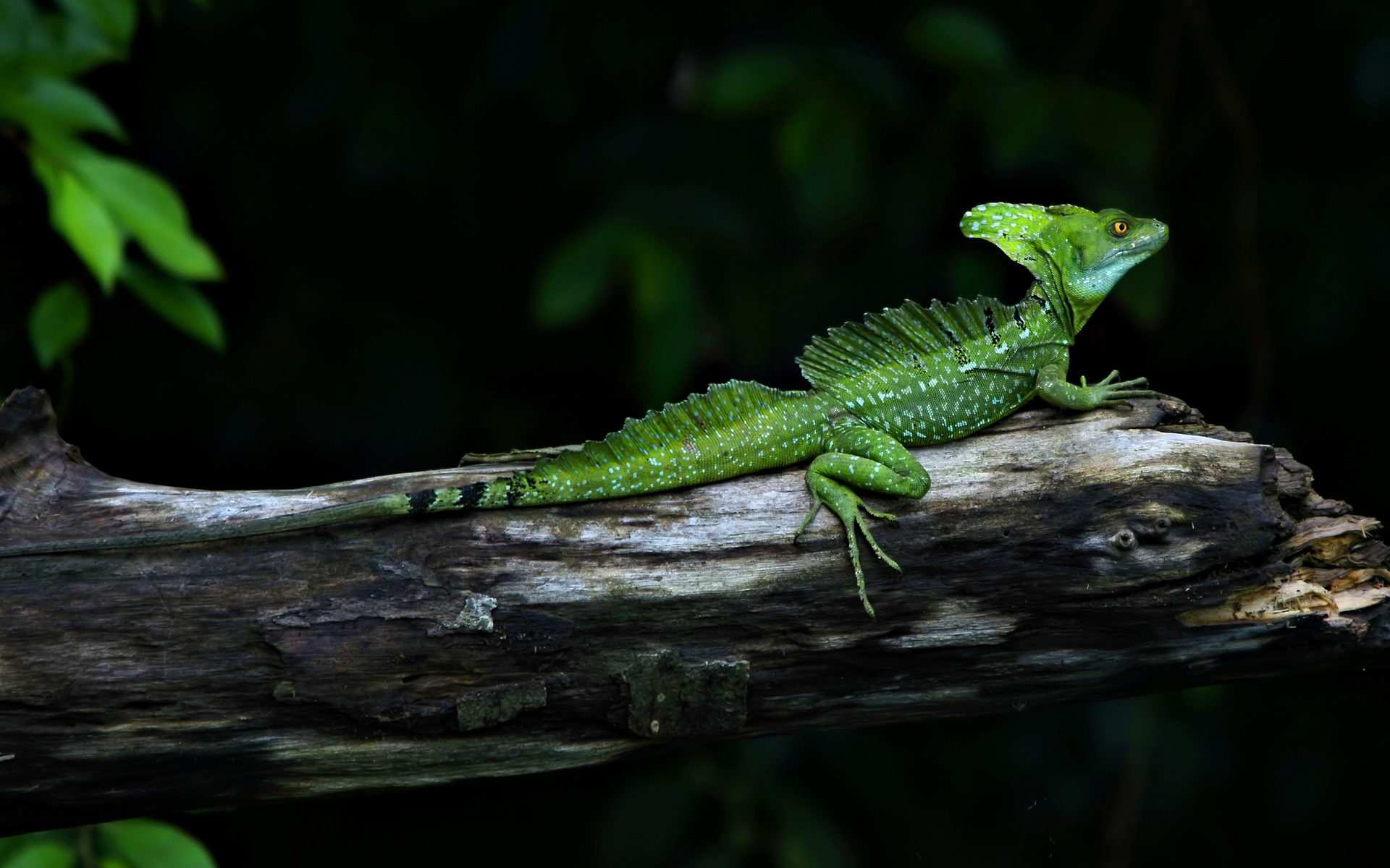 , , , , Basiliscus, 