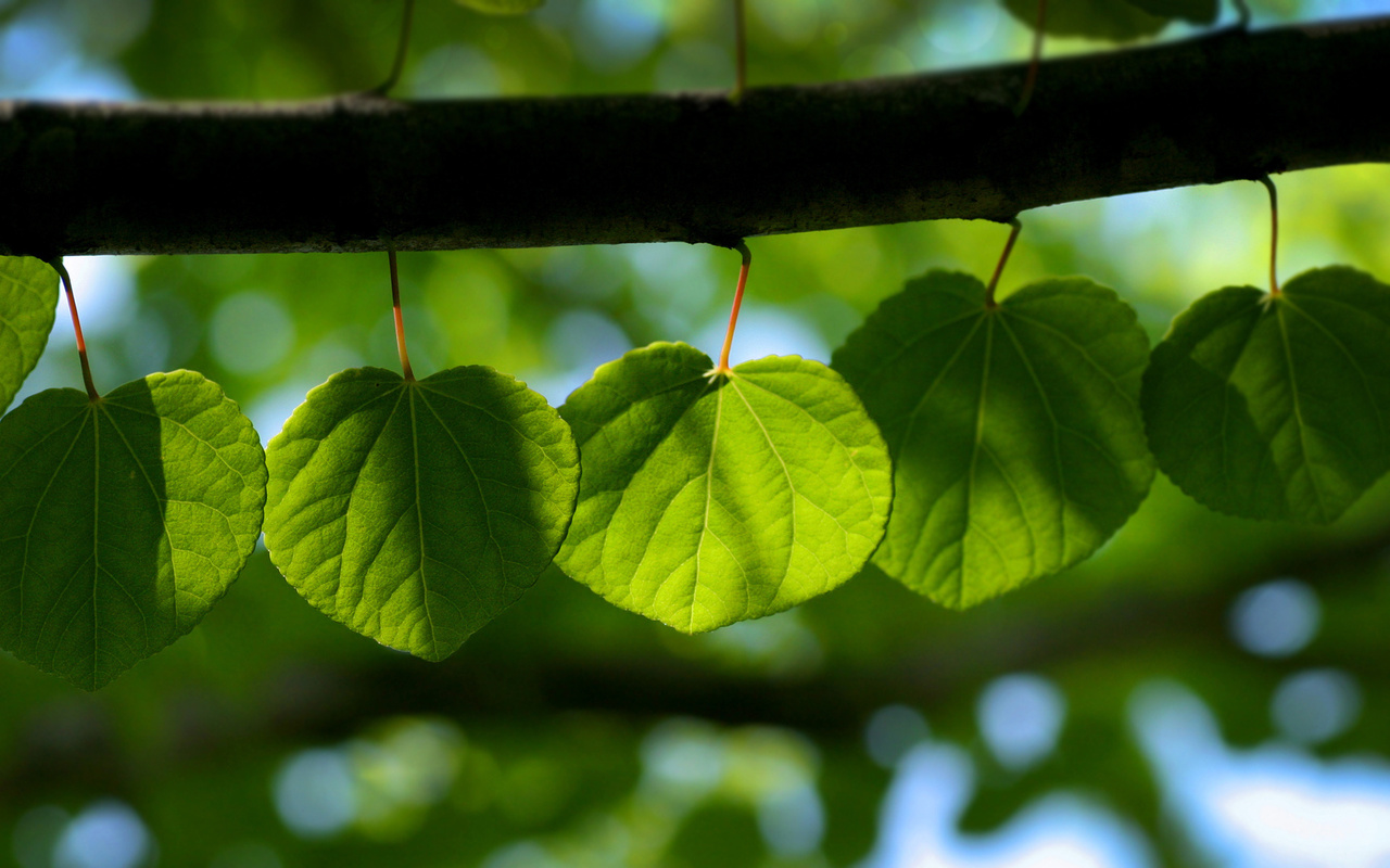 , leaf wallpapers, , , , 