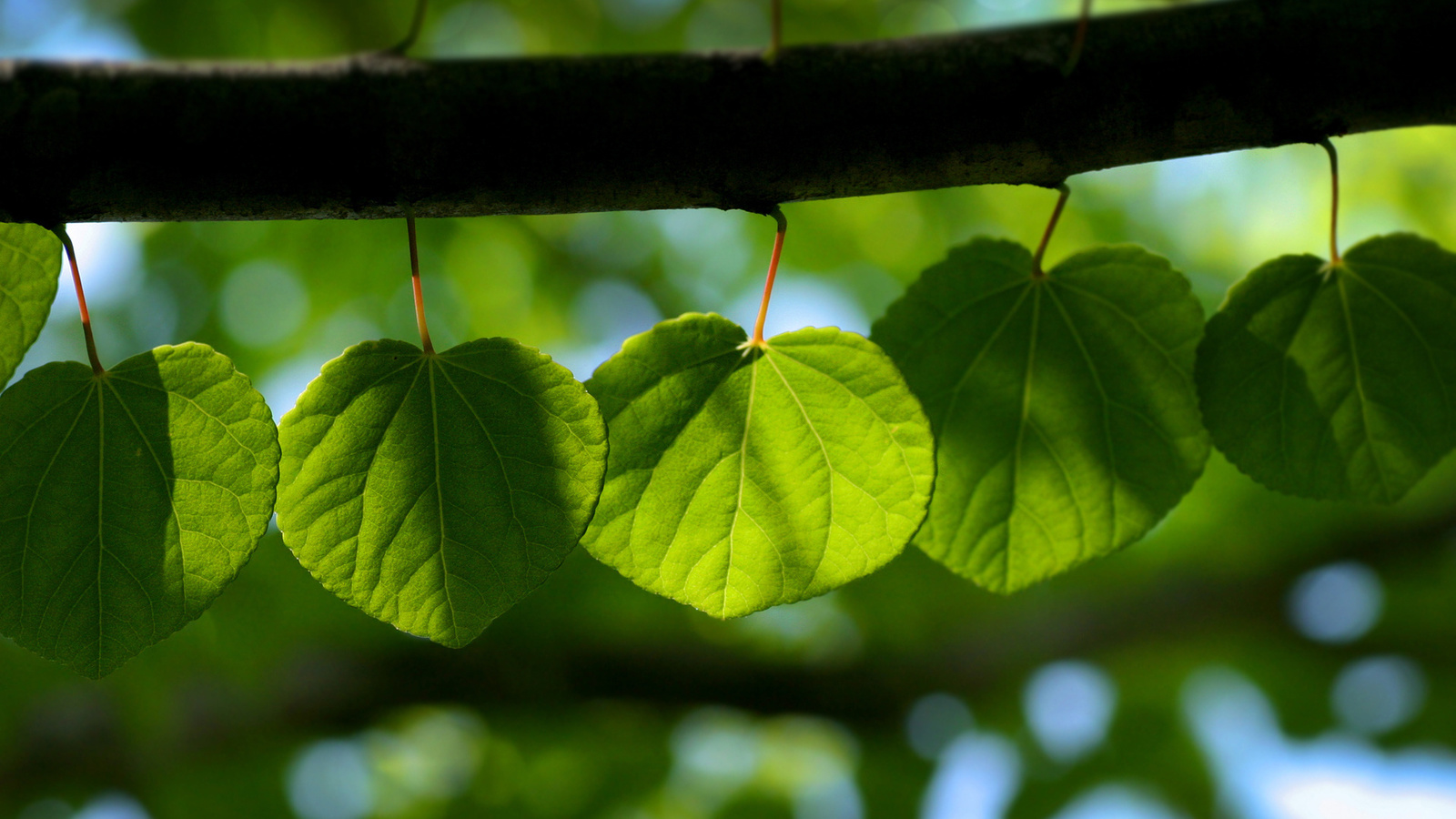 , leaf wallpapers, , , , 