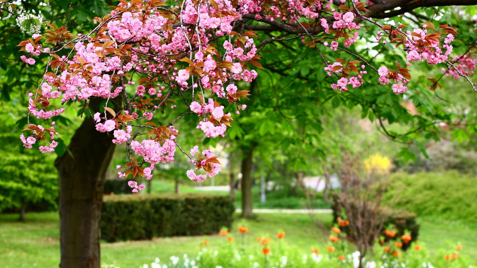 , Photo, , pink flowers, park, , , nature, 