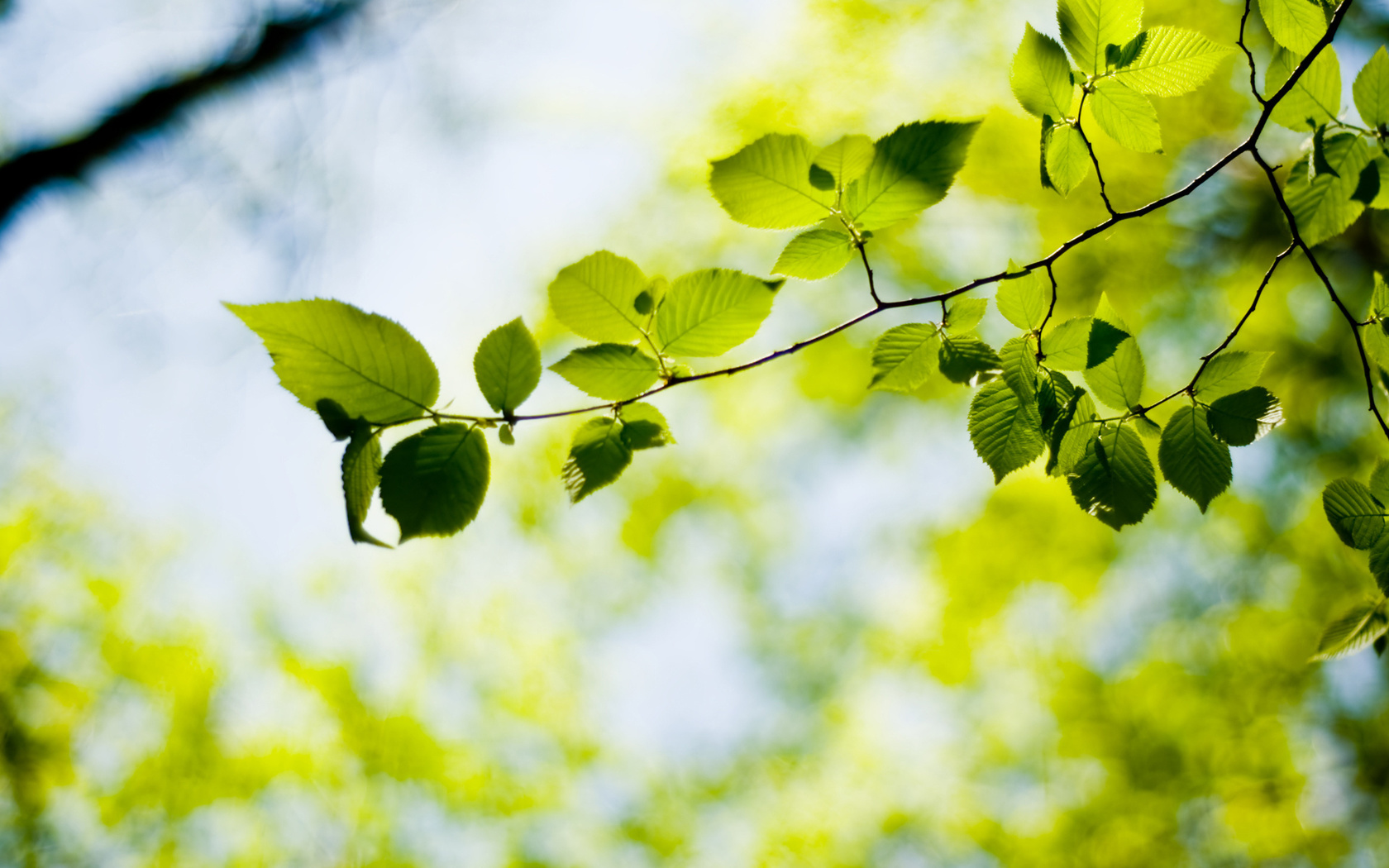 green macro wallpapers, , , Bokeh wallpapers, 