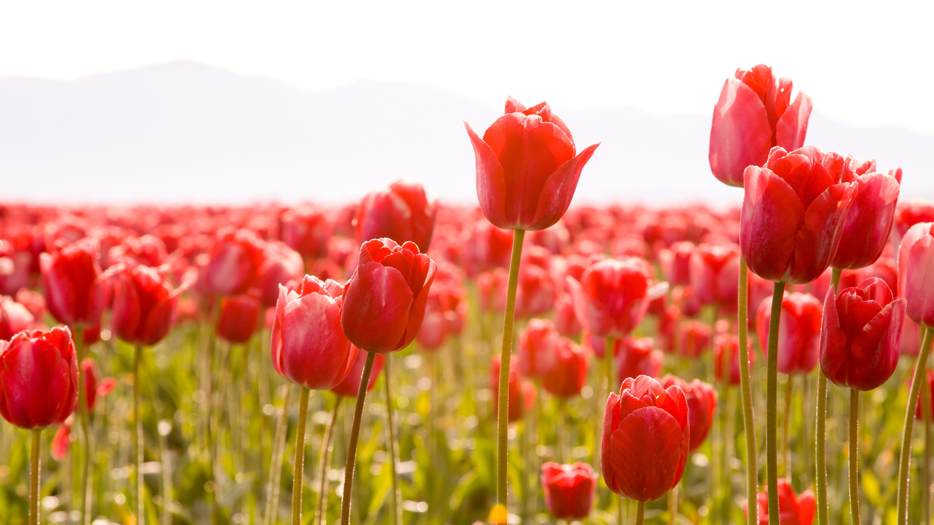 , , , , , , tulips