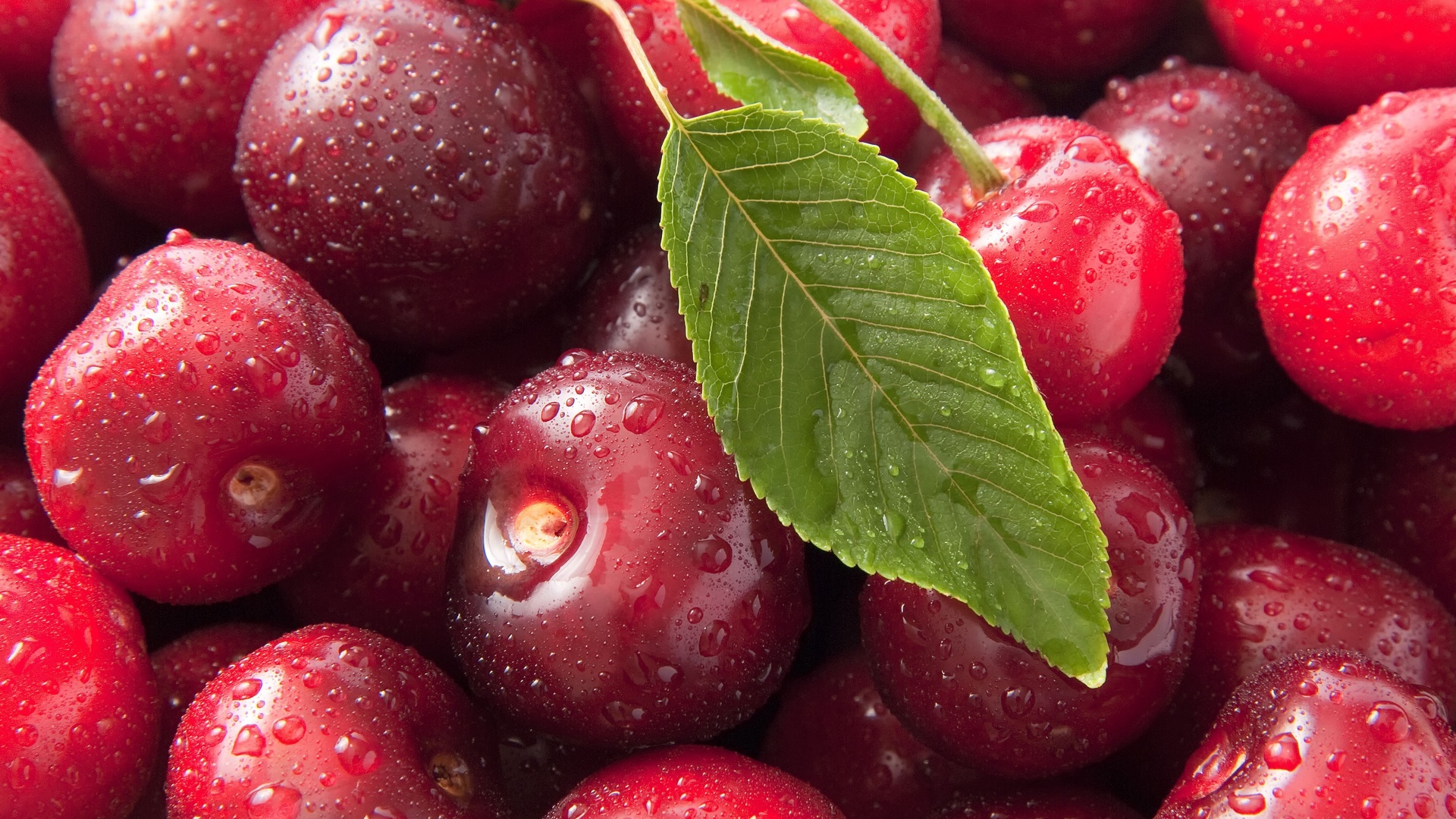 macro, Sweet cherry, , , , ciliege, , 