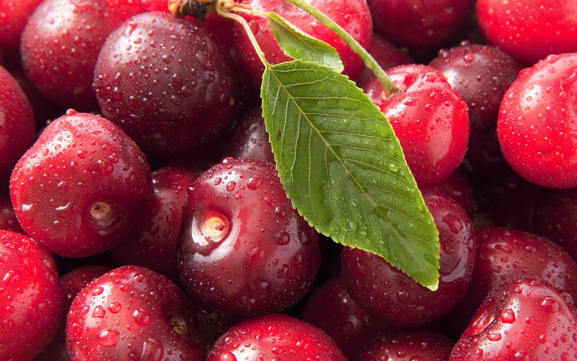 macro, Sweet cherry, , , , ciliege, , 